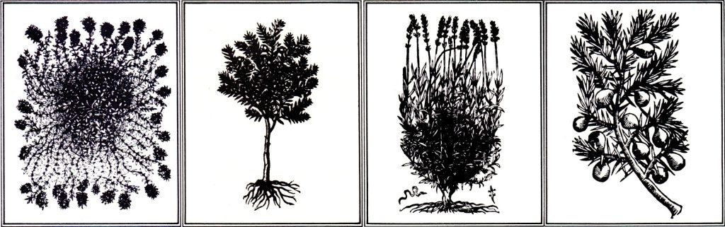 Cliché bibliothèque interuniversitaire de Montpellier-médecine