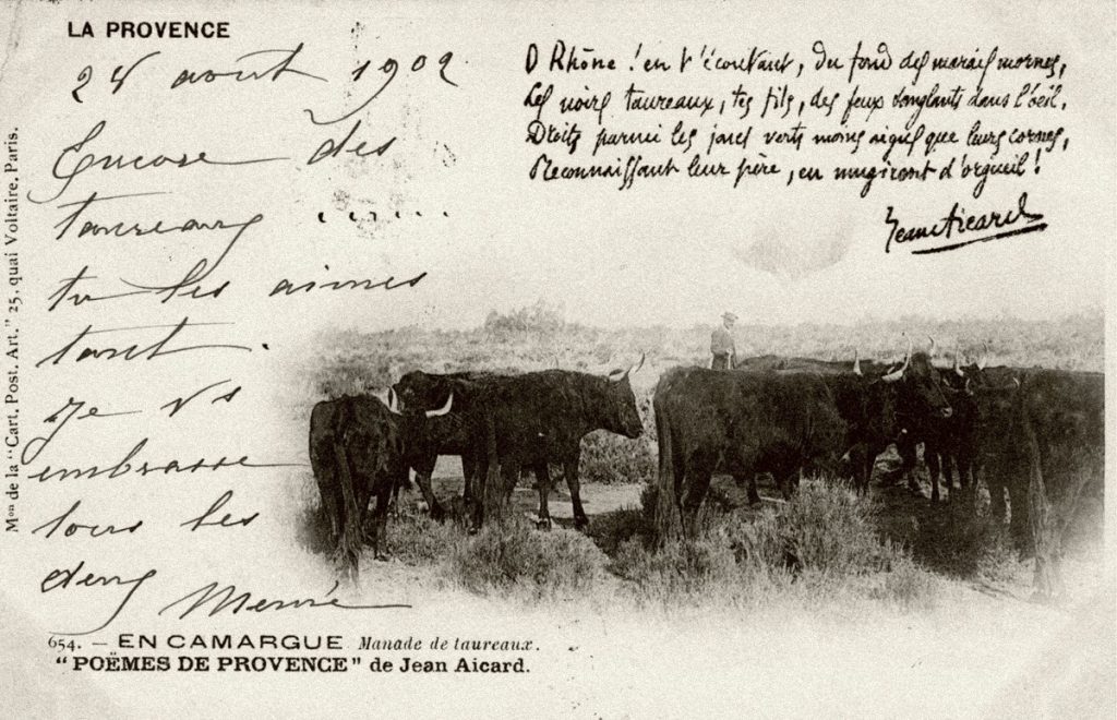 Taureaux en Camargue, carte postale de Mme P. Manse, née Marie de Cabissole à son petit-fils Bernard (28 août 1902)